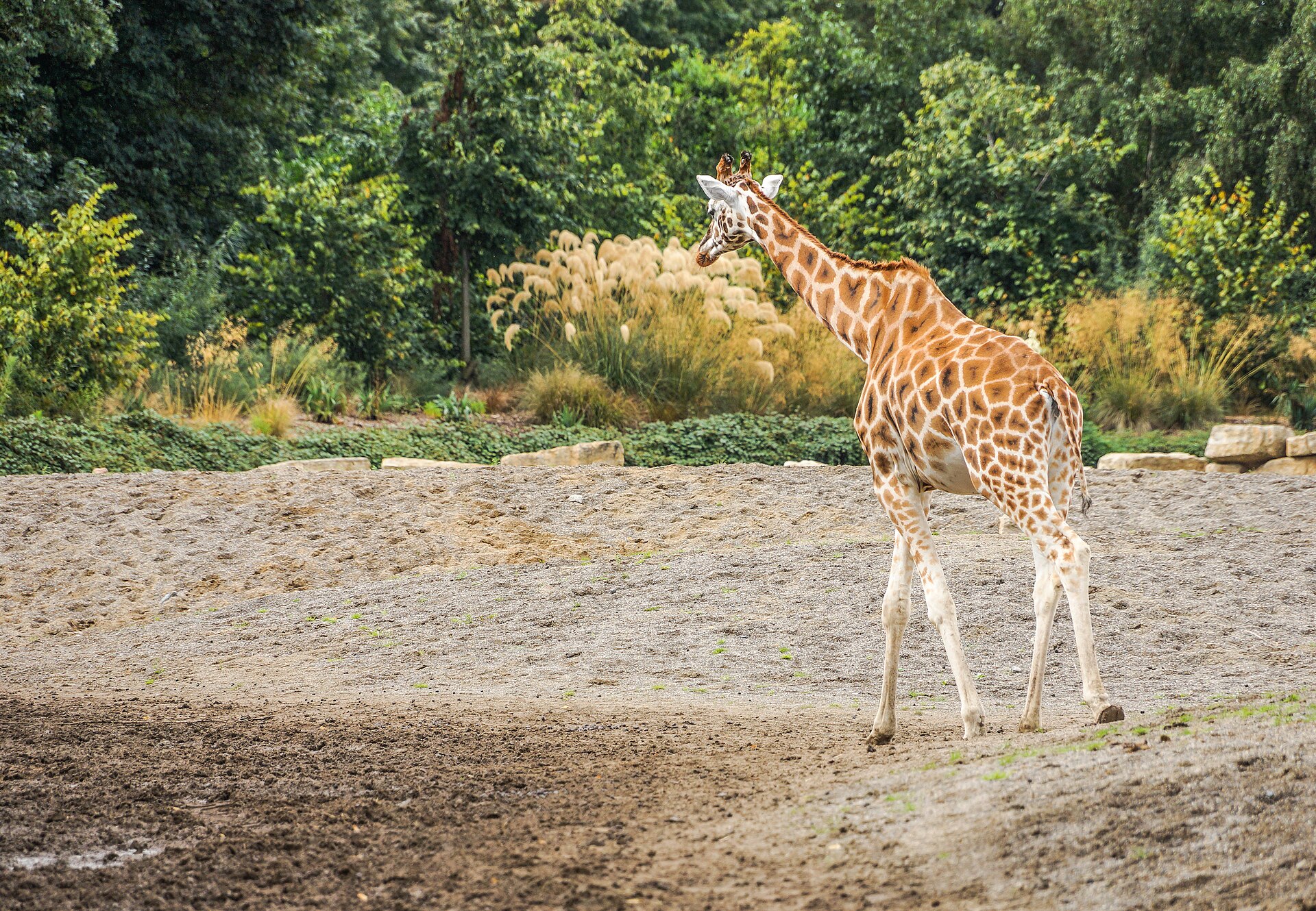 Dublin Zoo: Entrance, Animals and Visitor Tips