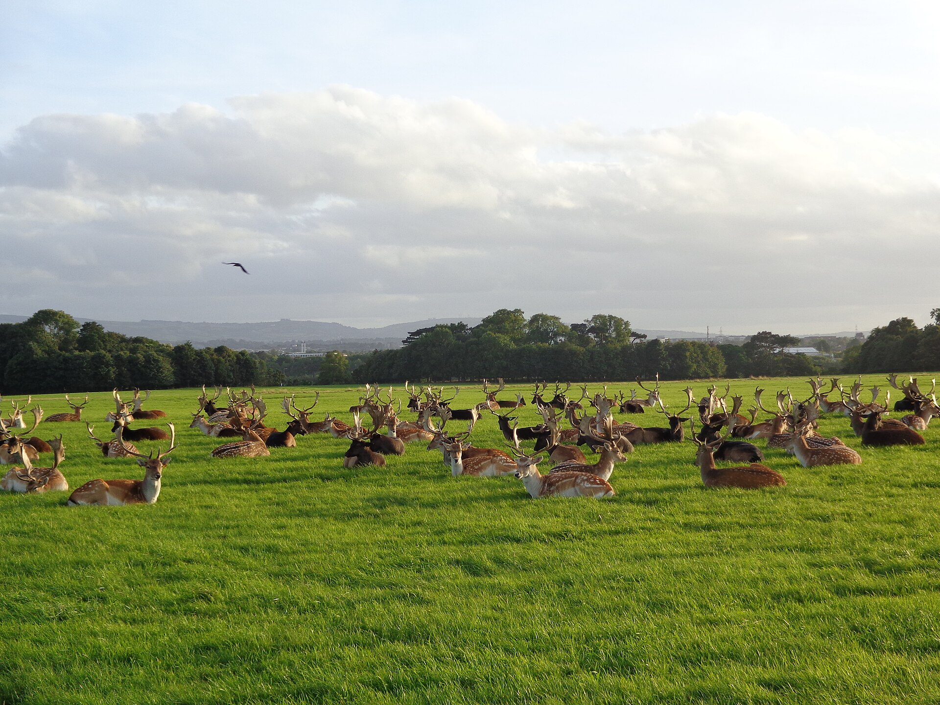 Phoenix Park: Dublin's Deer, Monuments and Green Space