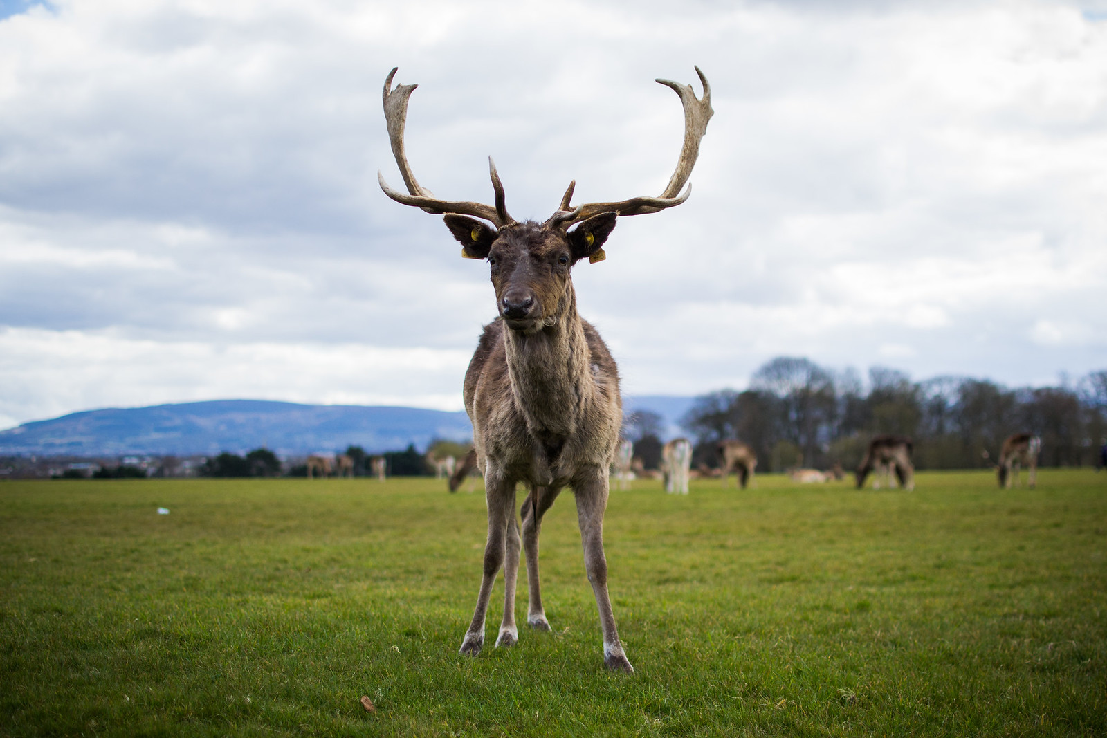 Phoenix Park: Dublin's Deer, Monuments and Green Space